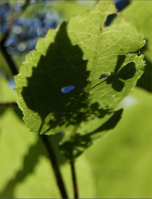 紫陽花・・・移り気・・・２　水戸八幡宮_b0163381_16585487.jpg