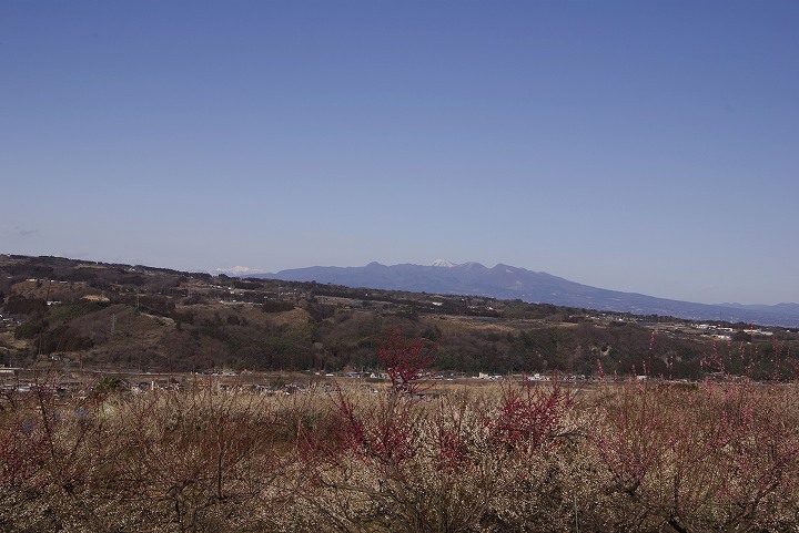 3月7日群馬、榛名梅林にて_f0125990_18131047.jpg