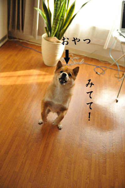 空中パックン 犬の場合 猫の場合 ややコロ日記 空中パックン 犬の場合 猫の場合 ややコロ日記