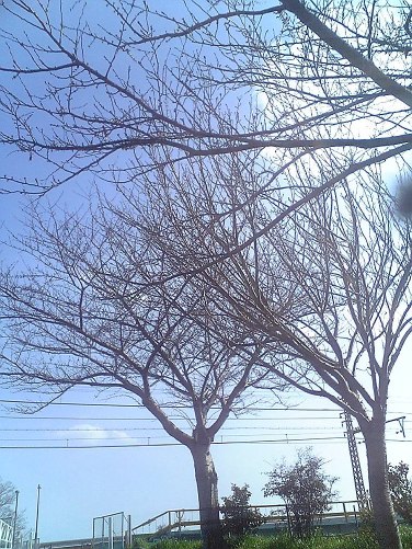 啓蟄_d0077106_152527.jpg