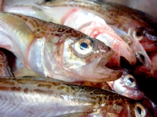 魚、さかな、サカナ～屋さんは楽しい、おいしい♪_f0043911_0233857.jpg