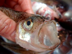 魚、さかな、サカナ～屋さんは楽しい、おいしい♪_f0043911_027529.jpg