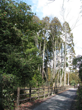 嵯峨野 落柿舎あたり1_e0048413_2214362.jpg