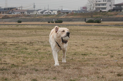 ネッシーの正体が今明らかに！！_f0191413_20554098.jpg