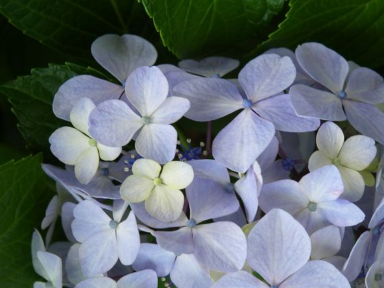 【６月の花】アジサイ編 [2008年7月1日の投稿]_e0169130_3393352.jpg