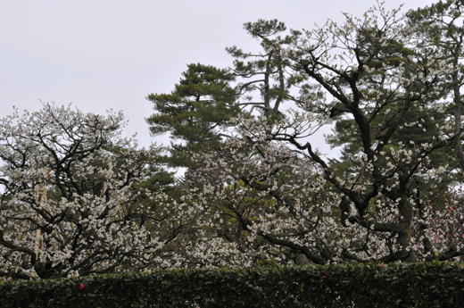 c0093046_7382682.gif