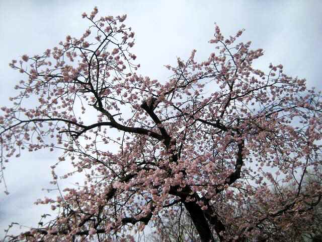 【天気の良い日はお花見日和♪】動画を追加しました_b0009849_18333674.jpg