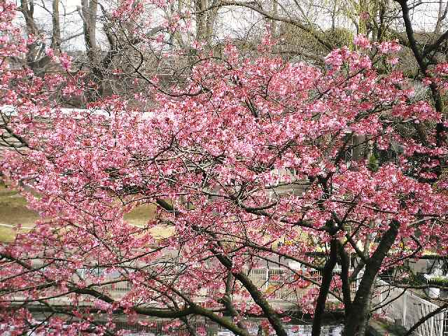 【天気の良い日はお花見日和♪】動画を追加しました_b0009849_18455320.jpg