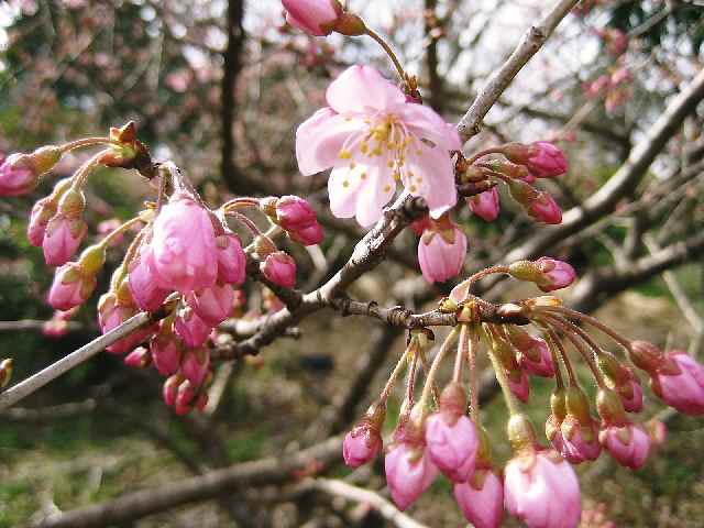 【天気の良い日はお花見日和♪】動画を追加しました_b0009849_1855097.jpg