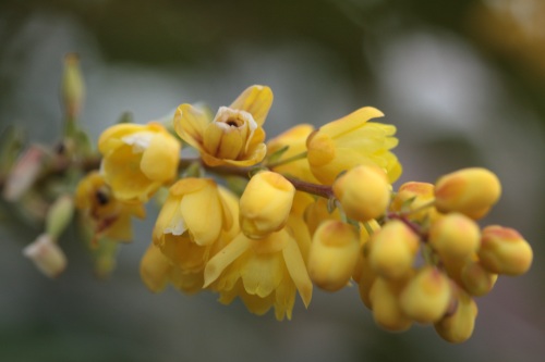 c0118352_620240.jpg