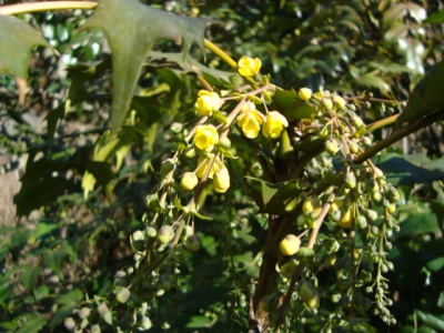 c0118352_6314295.jpg