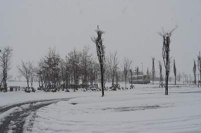 八色の公園の雪降り_a0084753_15321612.jpg