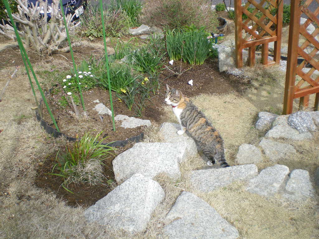 ２００９年３月１１日（水）暖かい日には庭仕事！_f0060461_20521032.jpg