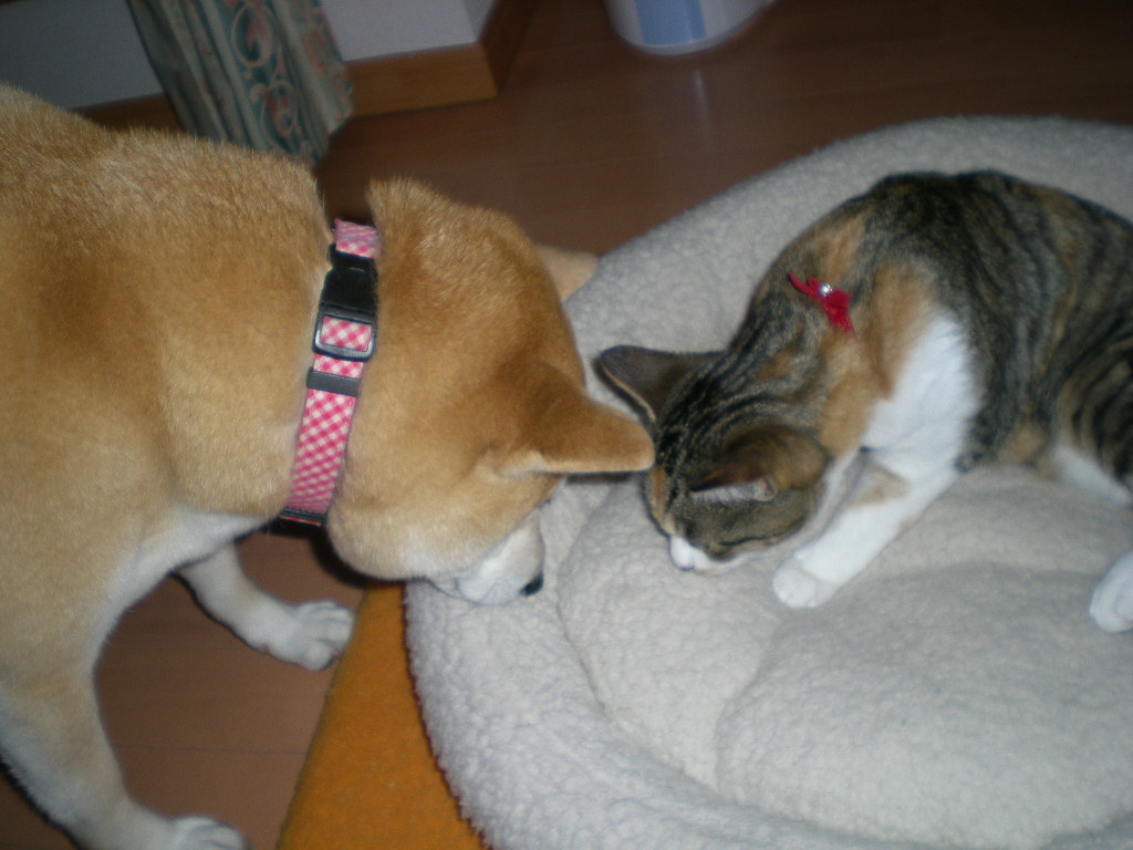 2009年3月11日(水)暖かい日には庭仕事!_f0060461_20562072.jpg