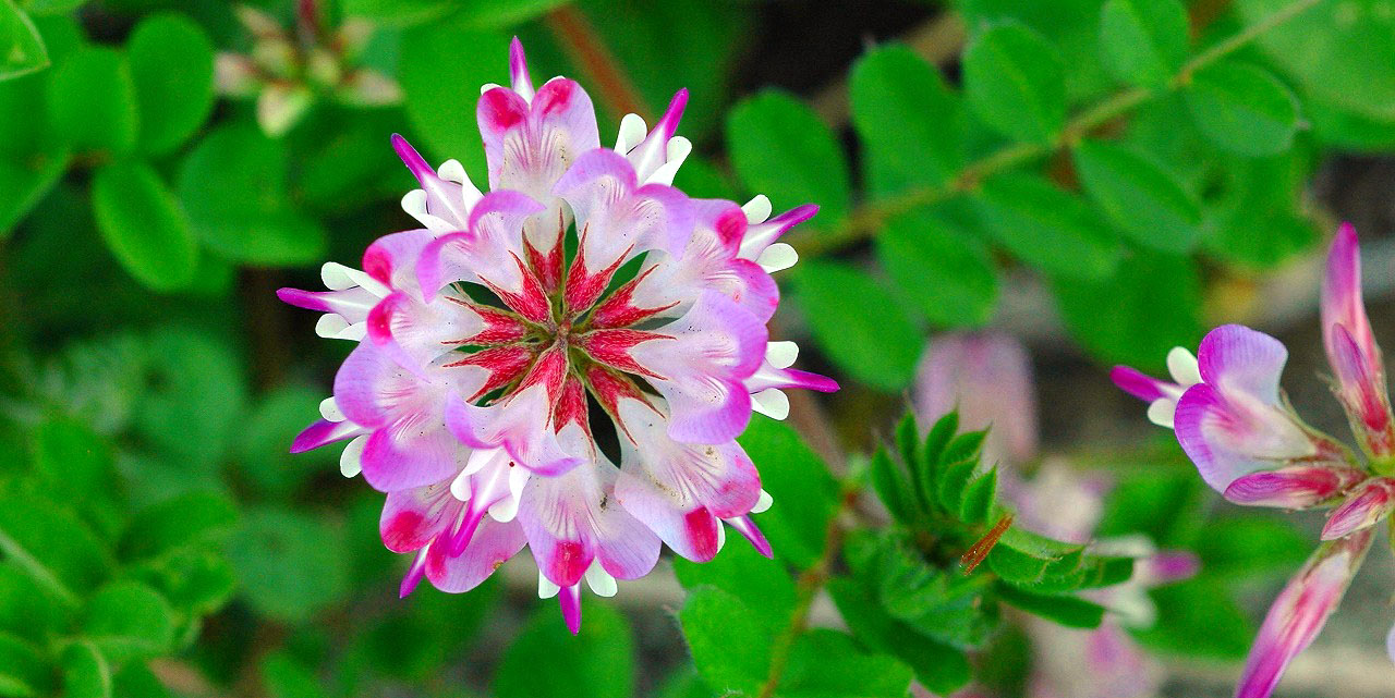 春の野花の代表選手は、やはり蓮華草ですね。_e0097678_17573398.jpg