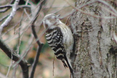 ピンクの雪柳と、最近写した野鳥_f0030085_16592298.jpg