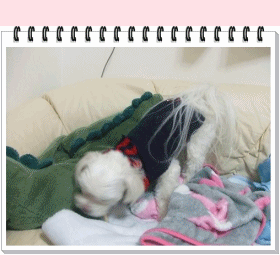 f0148595_17415272.gif