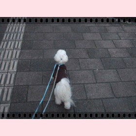 f0148595_17435590.gif