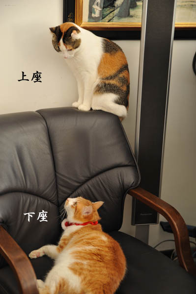 アイドル猫 ややちゃん ややコロ日記 アイドル猫 ややちゃん ややコロ日記