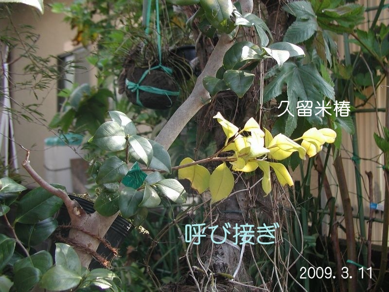 f0059498_1520536.jpg