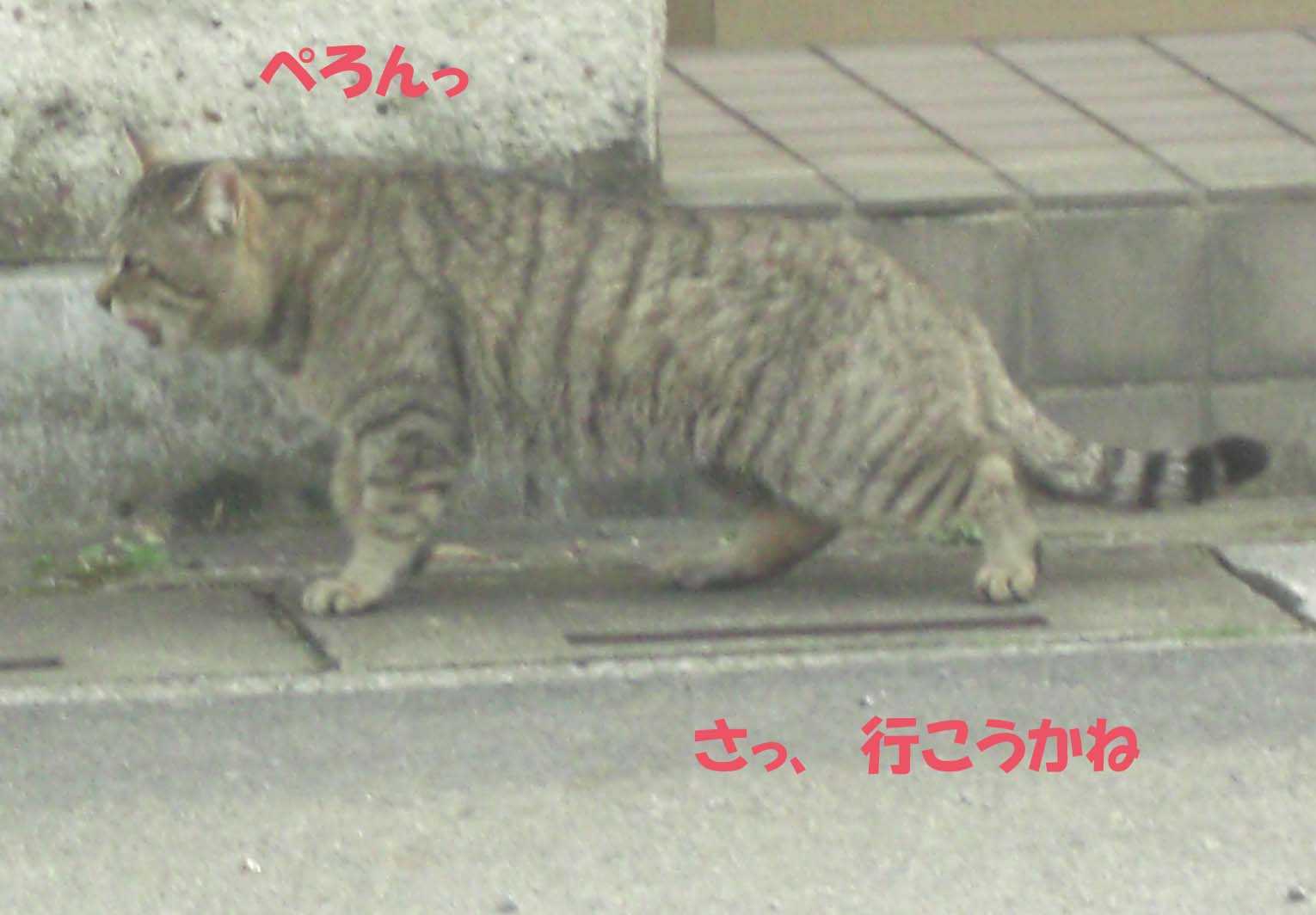 野良猫の一連の行動。_f0180799_11183736.jpg