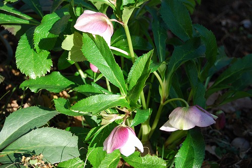 c0124100_15343843.jpg