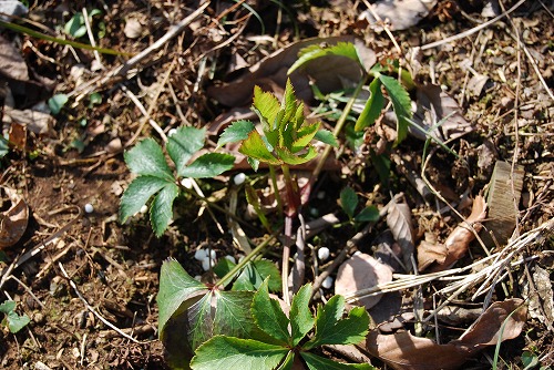 c0124100_15353755.jpg