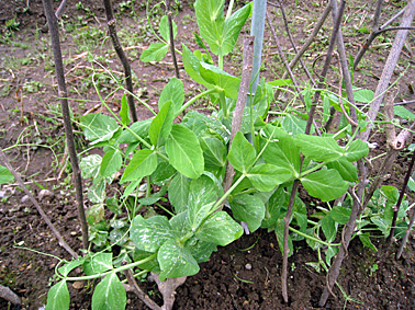 c0163810_0401066.jpg