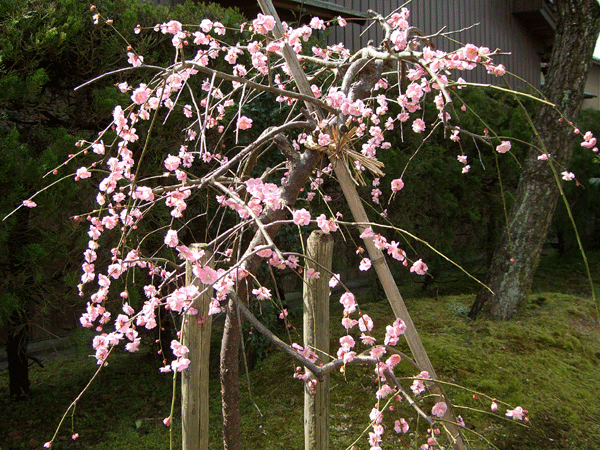 b0159611_17514350.gif