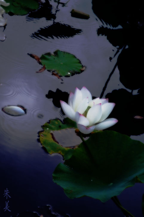 法華経　～白き蓮の花～_e0127416_18501018.jpg