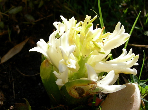 生 き る 生 き て 行 く Tant Pis Tant Mieux そりゃよござんした