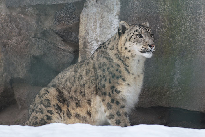 ベルリン動物公園のネコ_a0091329_21324690.jpg