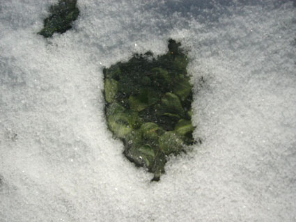 f0124729_0412072.jpg