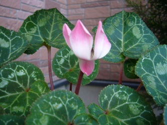 e0100046_1857135.jpg