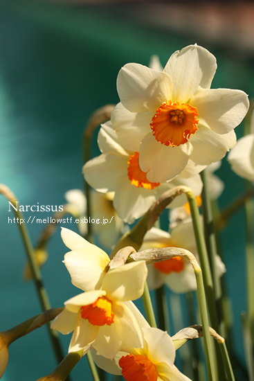 大好きな大好きなお花畑! 【Filoli】_d0124248_15504878.jpg