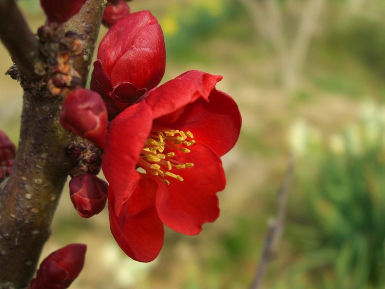 土手の花達「コンデジ」_f0106759_6501079.jpg