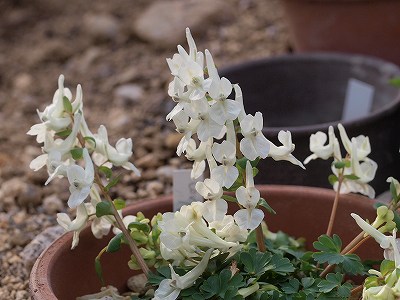 Corydalis paczoskii _d0025568_7454553.jpg