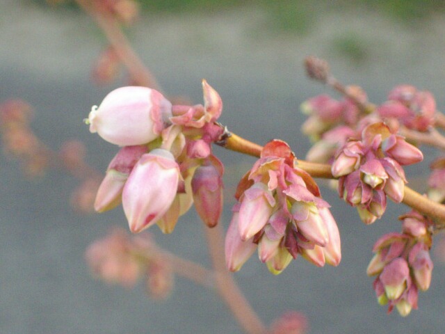 ラビットアイ系品種の開花 ブルーベリーの育て方 栽培 ブルーベリー ノート Blueberrynote