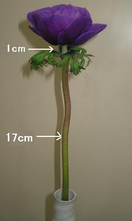 花屋の戯言 首が伸びる アネモネ 健気に育つ植物たち