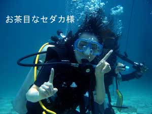 レディースデイ@ナイスダイブ_f0144385_19473275.jpg