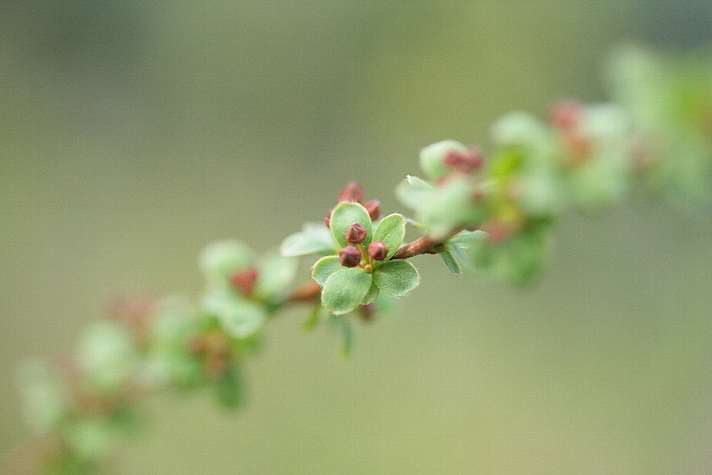 d0133693_1745179.jpg