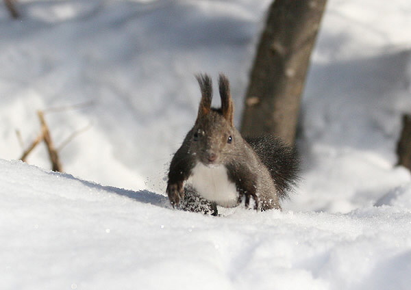 エゾリス　　新雪の上で・・・_c0113597_1671513.jpg