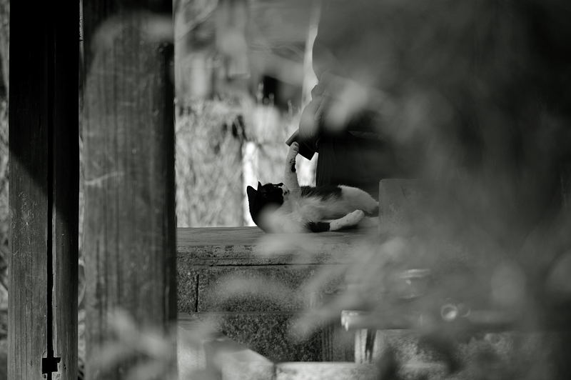 街角ニャンコ・好き嫌い_f0032011_195514100.jpg