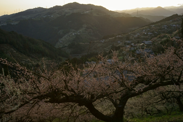 賀名生梅林（あおうばいりん）_e0177413_1953155.jpg