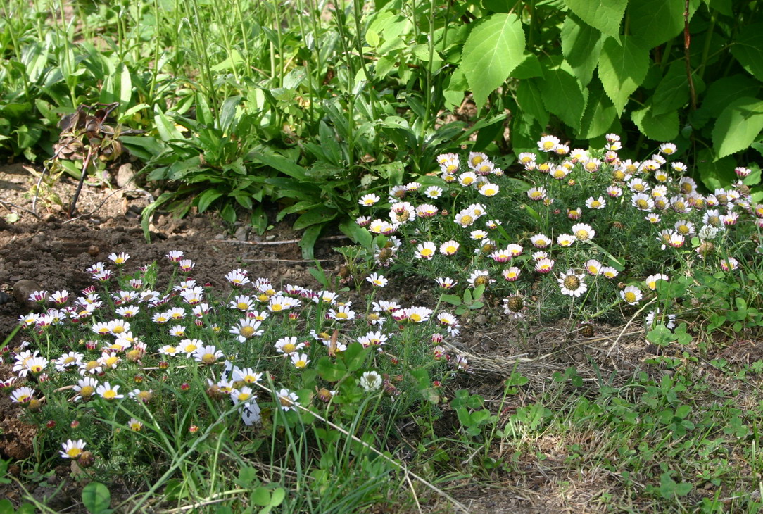 珍しい宿根草⑧　アナキクルス_d0143719_1015518.jpg