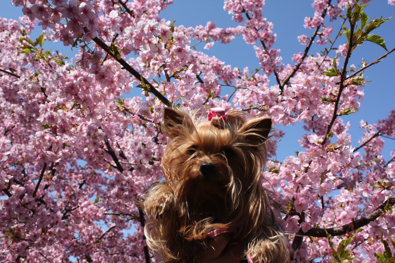 岡崎〜河津桜（葵桜）_e0027619_363984.jpg