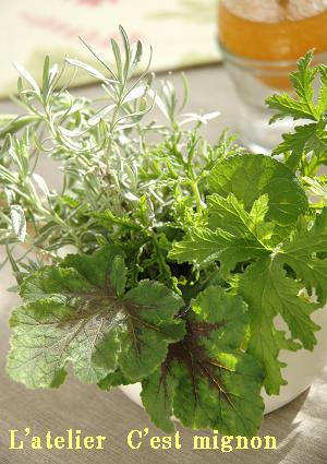 Rose Geranium_e0130830_8311651.jpg