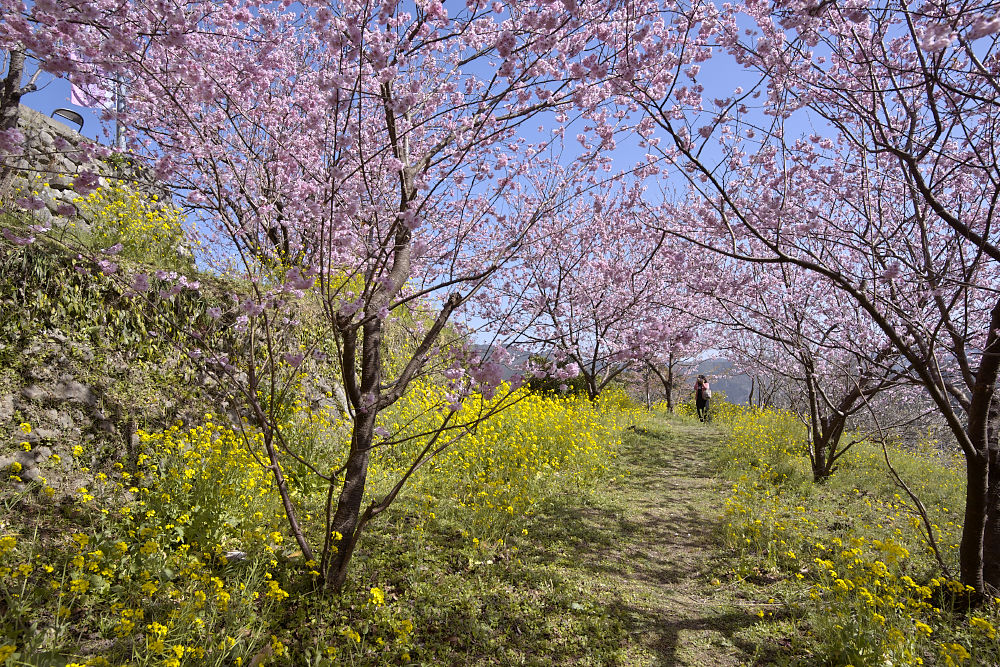 桑田山の雪割桜_a0078341_0252725.jpg