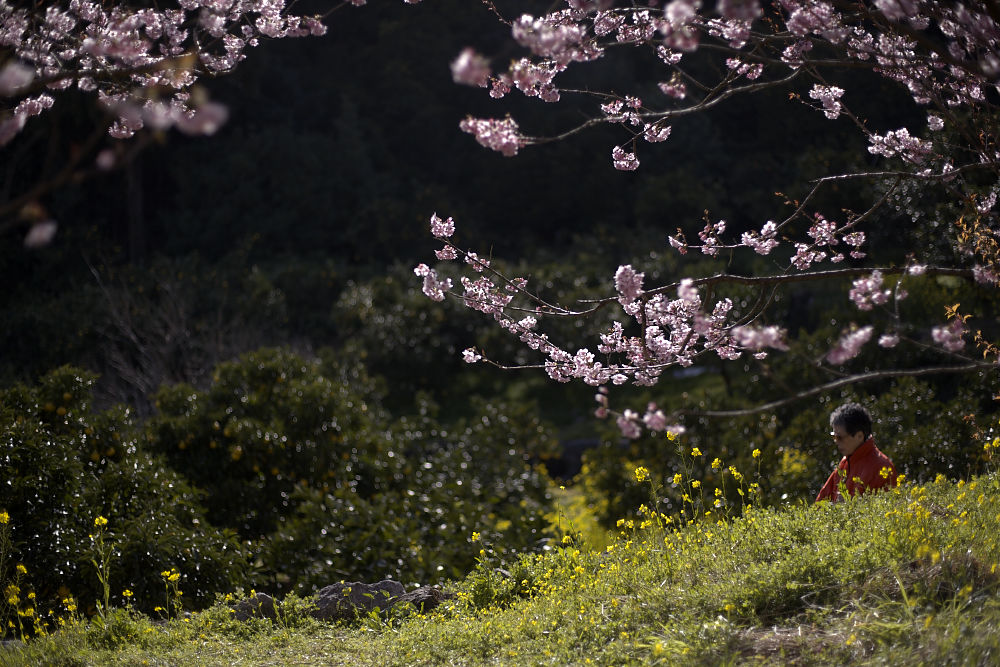 桑田山の雪割桜_a0078341_0271934.jpg