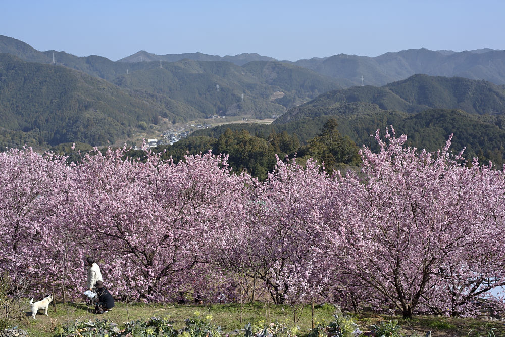 桑田山の雪割桜_a0078341_0274014.jpg